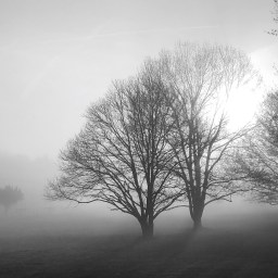 Walking: April 11th, 2018