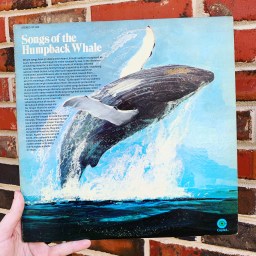 Songs of the Humpback Whale